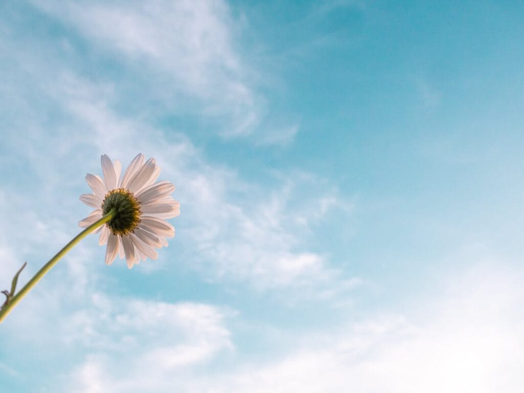 CBT flower